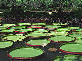 Wasserlilien im Waimea Falls Park